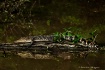 Alligator Encount...
