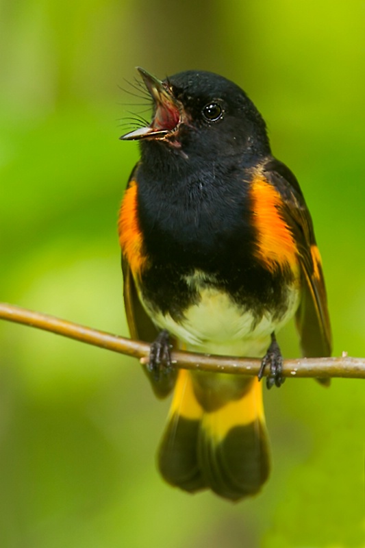 American Redstart