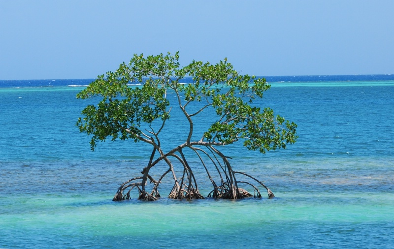 Coral Island Mangrove