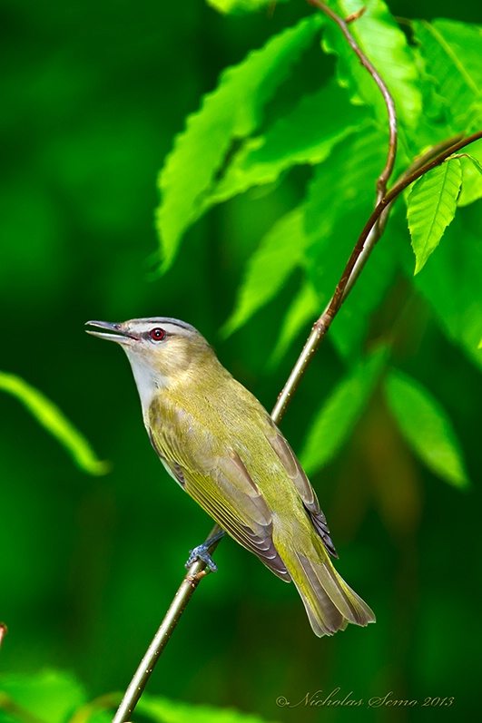 Red-eyed Vireo