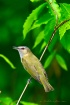 Red-eyed Vireo