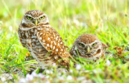Burrowing Owl Pr
