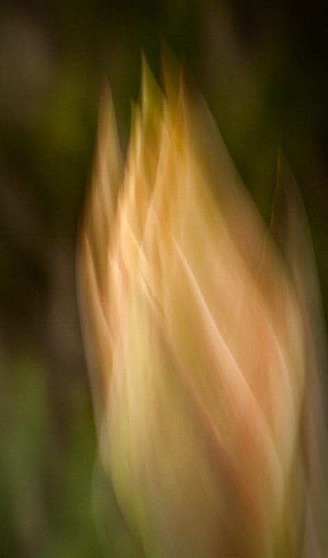 Yucca Bud