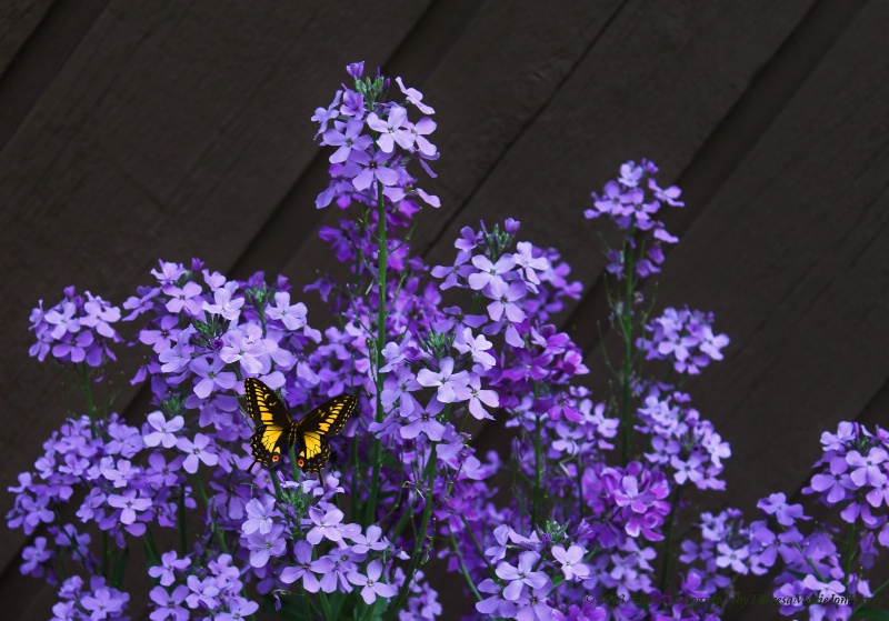 Butterfly Heaven - ID: 13884872 © Theresa Marie Jones
