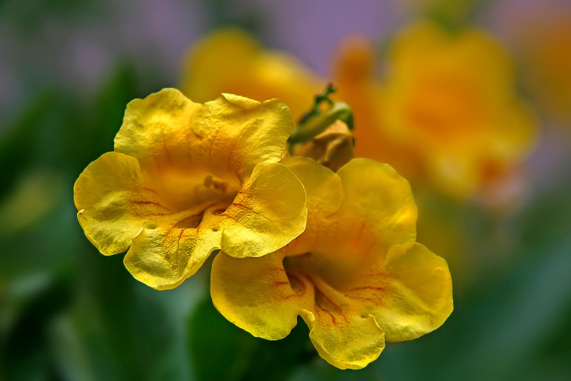 Melody in Yellow