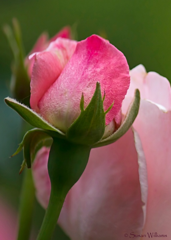 Spring Roses