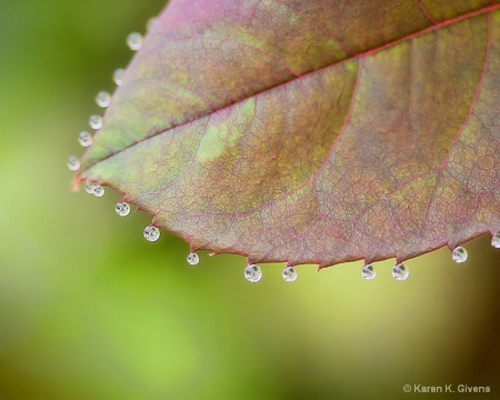 Leaf Drops