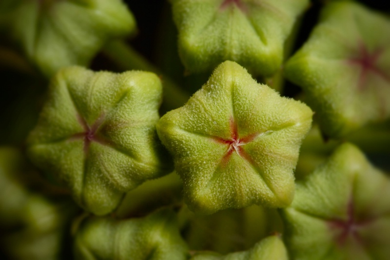 Milkweed