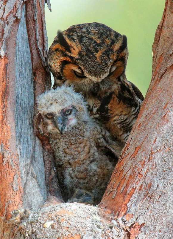 Great Horned Owl and Baby