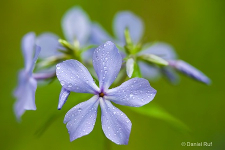 Sweet William