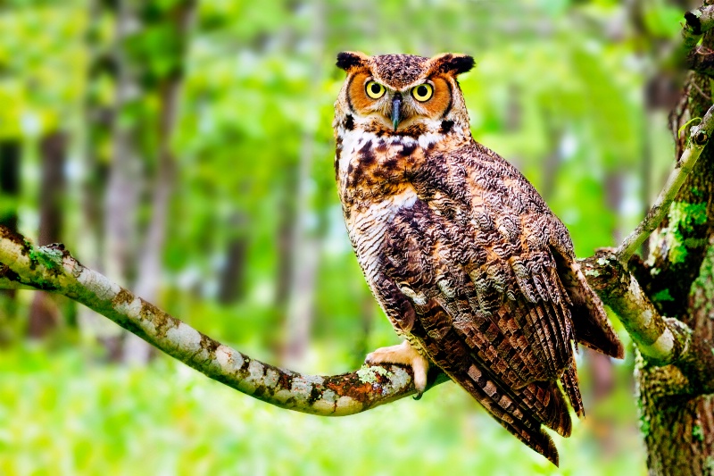 "Great Horned Owl"