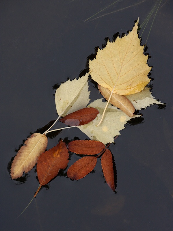 Fallen leaves in the pond