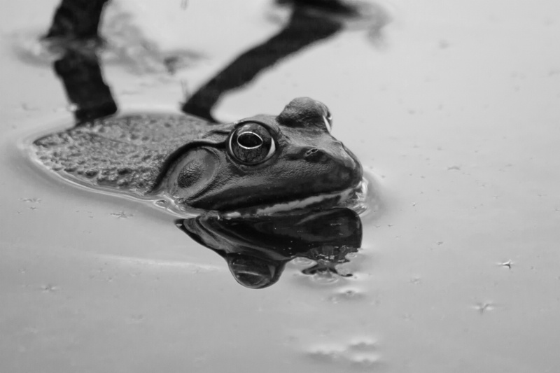 Frog in Black and White