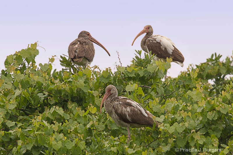 Ibis Trio