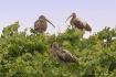 Ibis Trio