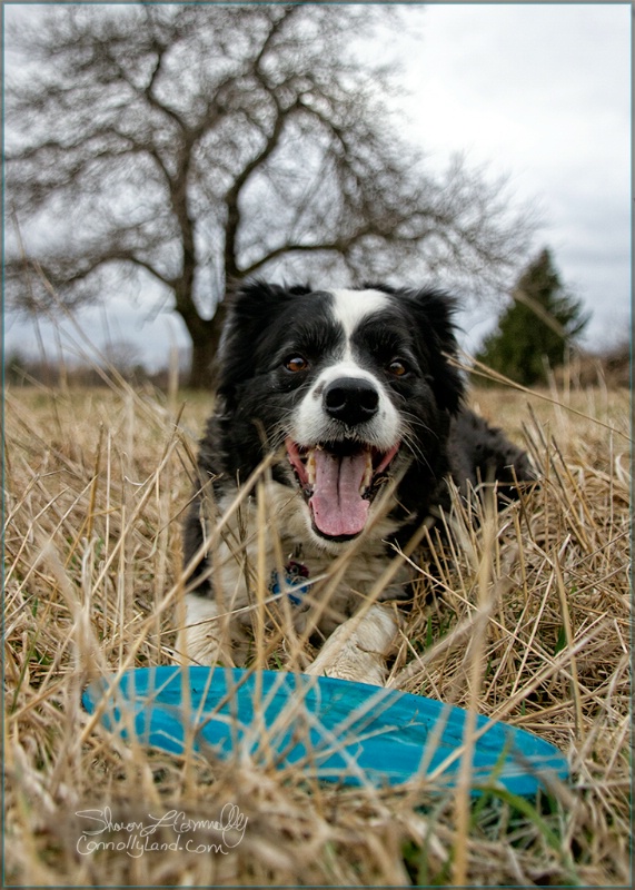 Finn Frisbee and Hay Field