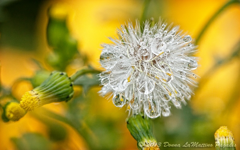 Dandy of a Rainstorm