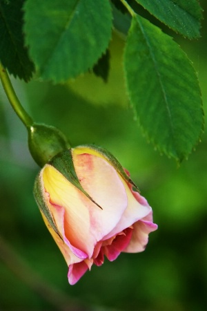 Wild Rose 