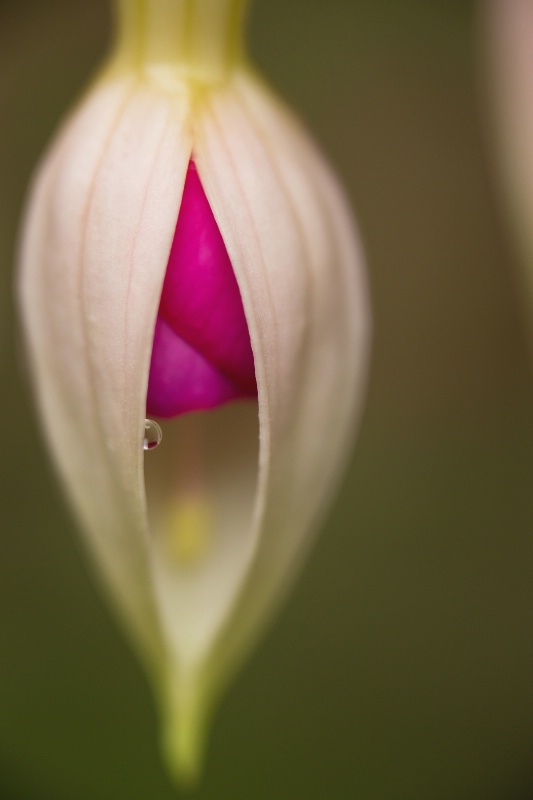 Fuchsia Bloom
