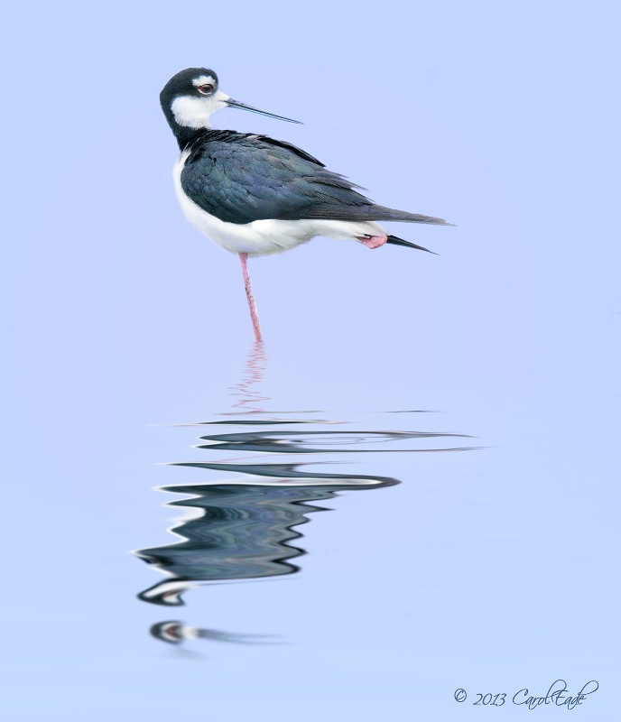 Long Neck Stilt