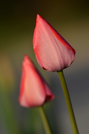 Golden hour tulip