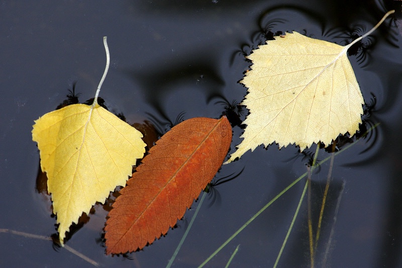 Three fallen leaves