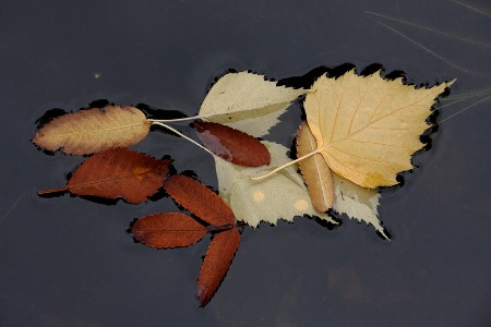 Fallen leaves in the pond #2