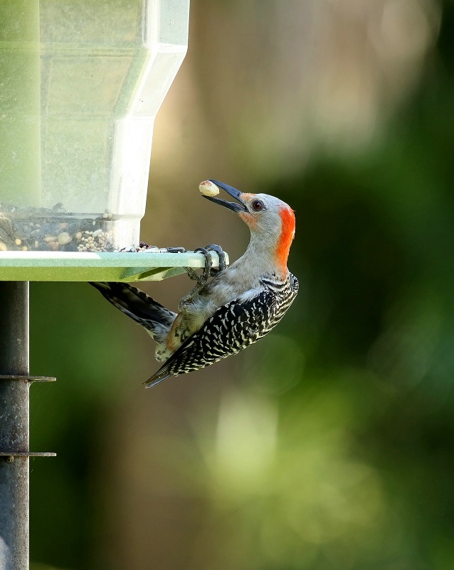 Red-bellied Woodpecker With Peanut