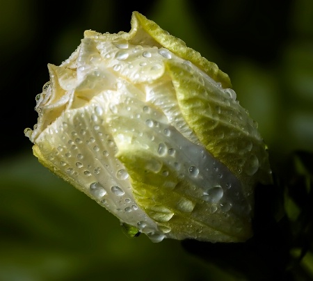 Drenched Flower Bud