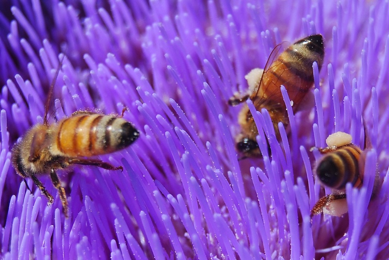 Bees on Artichoke