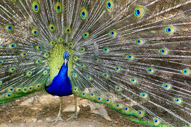 Peacock