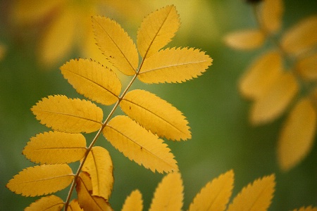 Yellow leaves over green