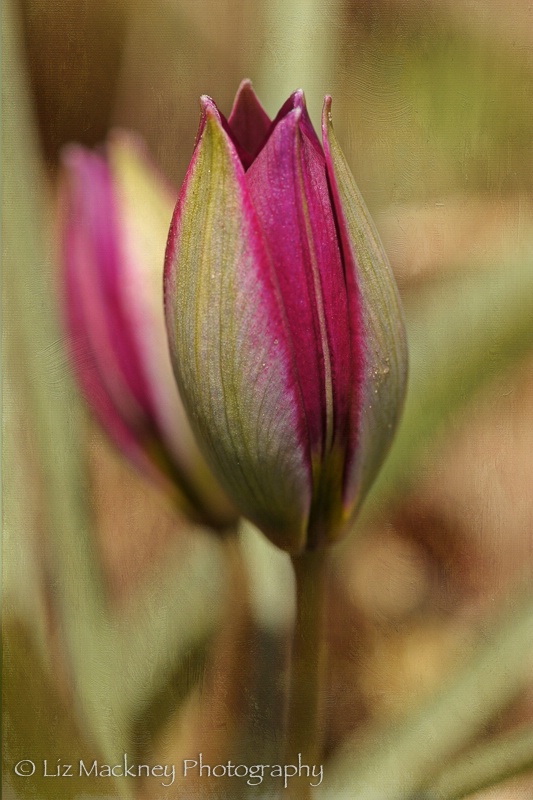 Dwarf Tulip Awakens