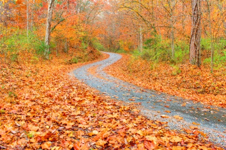 autumn road