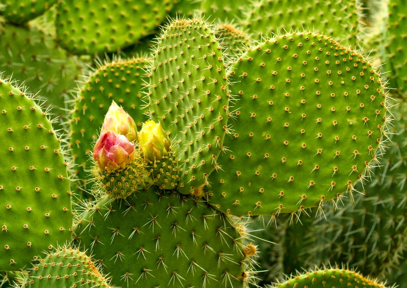 Cactus N Bloom