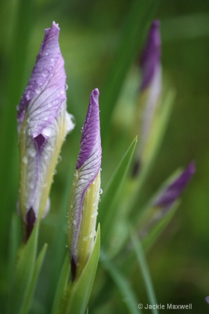 Iris in the Grass