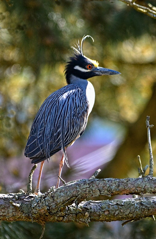 Yellow Crowned Night Heron