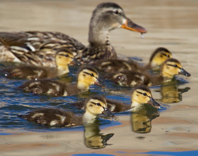 Staying Close to Mom