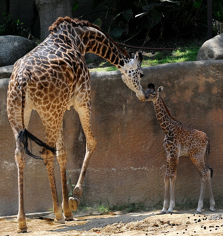 Kisses From Mom