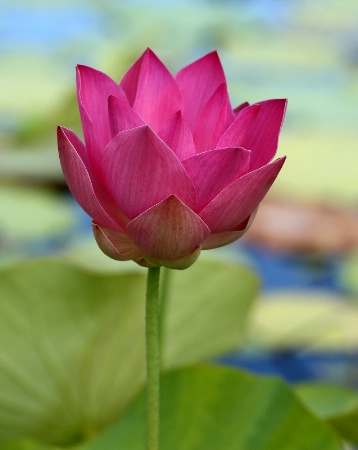 Pink Lotus Bud