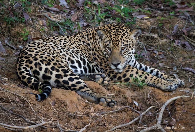 Jaguar - ID: 13894248 © Jessica Boklan