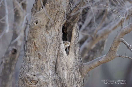 Spotted owlet-1