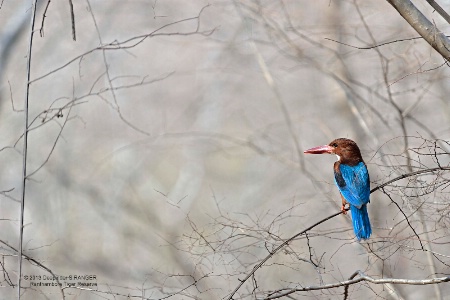 White-throated Kingfisher