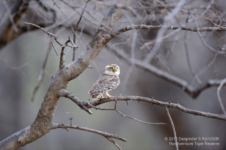 Spotted owlet-2