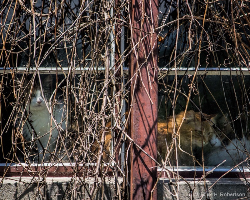 img7