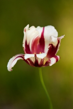 Tulip