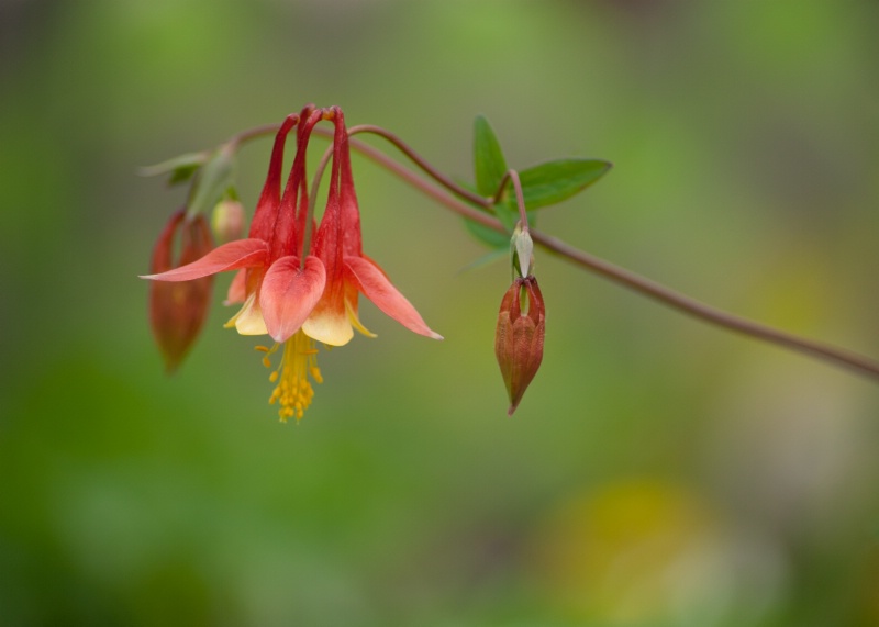 Columbine Red