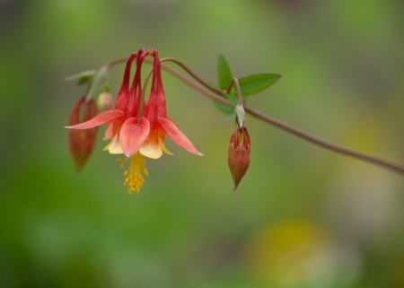 Columbine Red