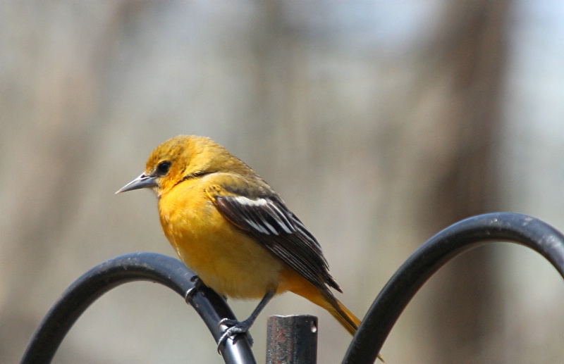 Northern Oriole (female)