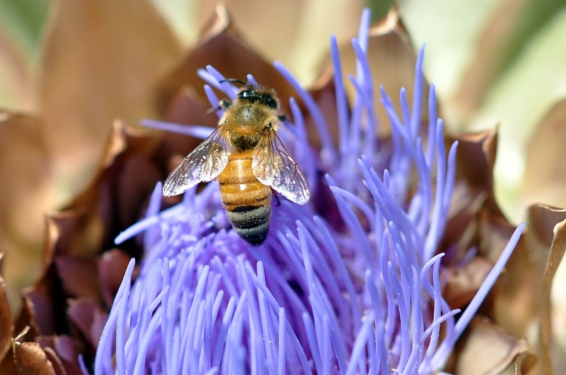 Bee on Artichoke Flower